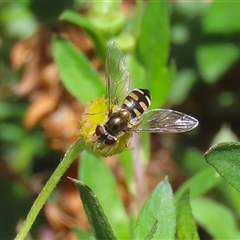 Syrphini sp. (tribe) at Greenway, ACT - 1 Oct 2024