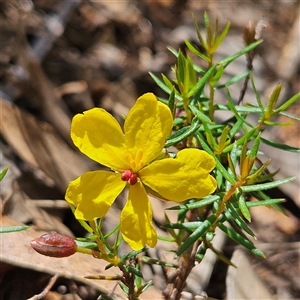 Hibbertia acicularis at Bungonia, NSW - 1 Oct 2024 12:02 PM