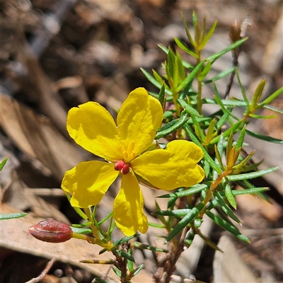 Hibbertia acicularis (Prickly Guinea-flower) at Bungonia, NSW - 1 Oct 2024 by MatthewFrawley