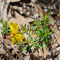 Hibbertia acicularis at Bungonia, NSW - 1 Oct 2024 12:02 PM