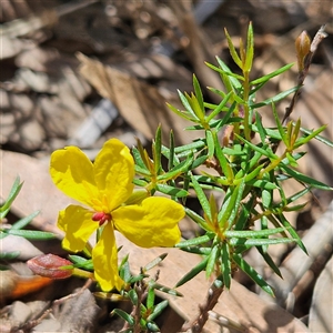 Hibbertia acicularis at Bungonia, NSW - 1 Oct 2024 12:02 PM