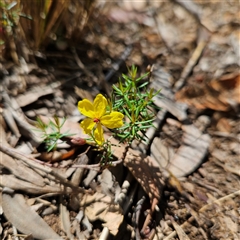 Hibbertia acicularis at Bungonia, NSW - 1 Oct 2024 12:02 PM