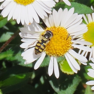 Simosyrphus grandicornis at Greenway, ACT - 1 Oct 2024