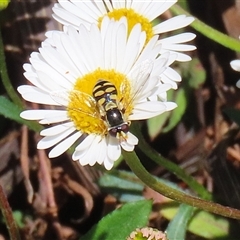 Simosyrphus grandicornis at Greenway, ACT - 1 Oct 2024 12:06 PM