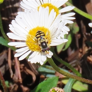 Simosyrphus grandicornis at Greenway, ACT - 1 Oct 2024 12:06 PM