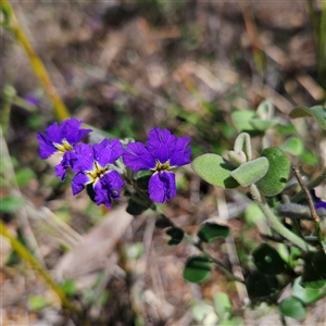 Dampiera purpurea at Bungonia, NSW - 1 Oct 2024