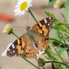 Vanessa kershawi (Australian Painted Lady) at Greenway, ACT - 1 Oct 2024 by RodDeb