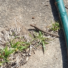 Lampropholis guichenoti (Common Garden Skink) at Ainslie, ACT - 1 Oct 2024 by Jeanette