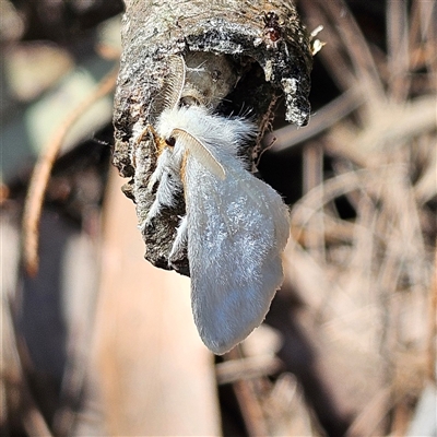 Noctuoidea (superfamily) (A night moth) at Bungonia, NSW - 1 Oct 2024 by MatthewFrawley