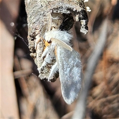 Noctuoidea (superfamily) at Bungonia, NSW - 1 Oct 2024