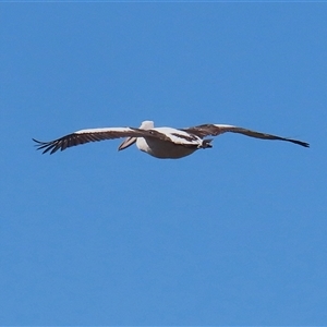 Pelecanus conspicillatus at Greenway, ACT - 1 Oct 2024 12:03 PM