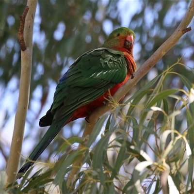 Alisterus scapularis (Australian King-Parrot) at Greenway, ACT - 1 Oct 2024 by RodDeb