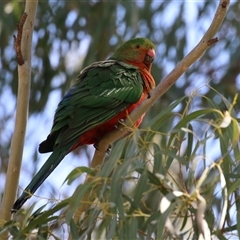 Alisterus scapularis at Greenway, ACT - 1 Oct 2024