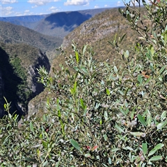 Beyeria viscosa (Pinkwood) at Bungonia, NSW - 1 Oct 2024 by MatthewFrawley