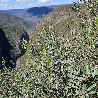 Beyeria viscosa (Pinkwood) at Bungonia, NSW - 1 Oct 2024 by MatthewFrawley