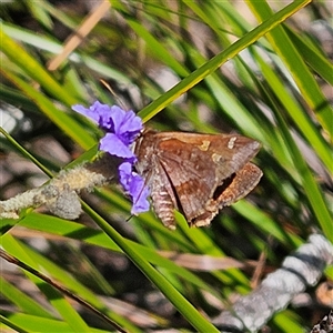 Toxidia doubledayi at Bungonia, NSW - 1 Oct 2024