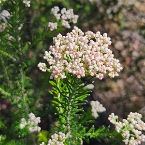 Ozothamnus diosmifolius at Bungonia, NSW - 1 Oct 2024