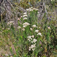 Ozothamnus diosmifolius at Bungonia, NSW - 1 Oct 2024