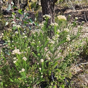 Ozothamnus diosmifolius at Bungonia, NSW - 1 Oct 2024