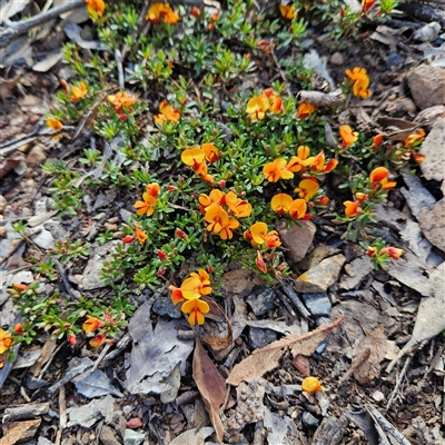 Pultenaea microphylla (Egg and Bacon Pea) at Bungonia, NSW - 1 Oct 2024 by MatthewFrawley