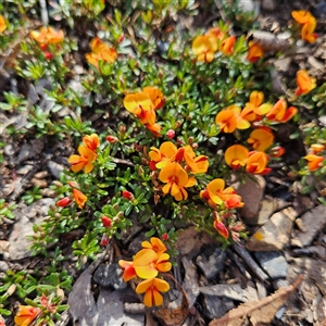 Pultenaea microphylla at Bungonia, NSW - 1 Oct 2024 02:05 PM