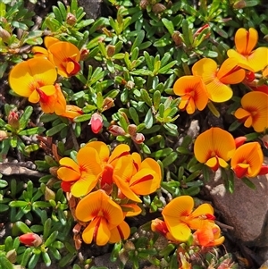 Pultenaea microphylla at Bungonia, NSW - 1 Oct 2024 02:05 PM