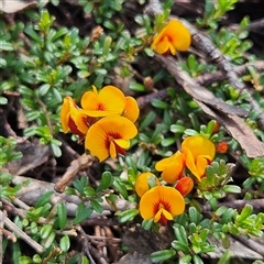 Pultenaea microphylla at Bungonia, NSW - 1 Oct 2024 02:05 PM