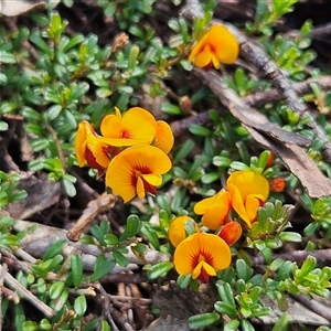 Pultenaea microphylla at Bungonia, NSW - 1 Oct 2024 02:05 PM