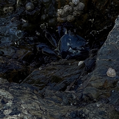 Leptograpsus variegatus (Purple Rock Crab) at Malua Bay, NSW - 1 Oct 2024 by Hejor1