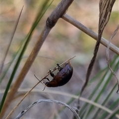 Paropsisterna sp. (genus) at Bungendore, NSW - 1 Oct 2024