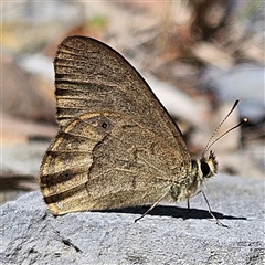 Hypocysta pseudirius (Grey Ringlet, Dingy Ringlet) at Bungonia, NSW - 1 Oct 2024 by MatthewFrawley