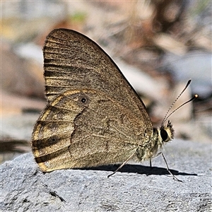 Hypocysta pseudirius at Bungonia, NSW - 1 Oct 2024