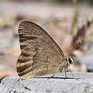 Hypocysta pseudirius at Bungonia, NSW - 1 Oct 2024