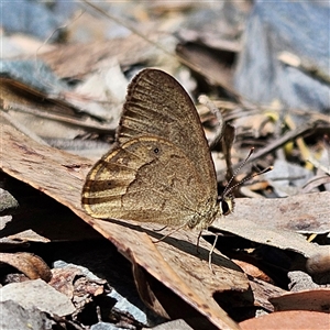 Hypocysta pseudirius at Bungonia, NSW - 1 Oct 2024