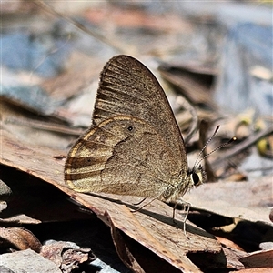 Hypocysta pseudirius at Bungonia, NSW - 1 Oct 2024 10:41 AM