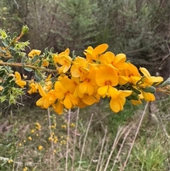 Unverified Other Shrub by Span102