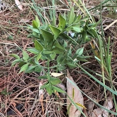 Unverified Other Shrub by Span102