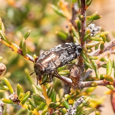 Diphucrania acuducta at Bruce, ACT - 1 Oct 2024 by Roger