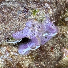 Porifera sp. (Sponges) at Malua Bay, NSW - 1 Oct 2024 by Hejor1