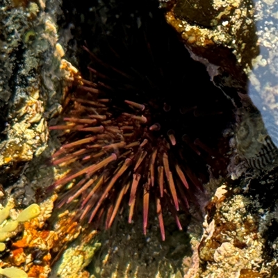 Heliocidaris erythrogramma (Sea Urchin) at Malua Bay, NSW - 1 Oct 2024 by Hejor1