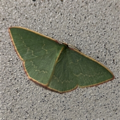 Chlorocoma dichloraria (Guenee's or Double-fringed Emerald) at Surf Beach, NSW - 1 Oct 2024 by Hejor1