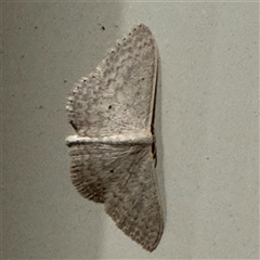 Scopula optivata (Varied Wave) at Surf Beach, NSW - 1 Oct 2024 by Hejor1