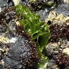 Ulva lactuca at Malua Bay, NSW - 1 Oct 2024 by Hejor1