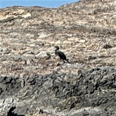 Phalacrocorax carbo (Great Cormorant) at Malua Bay, NSW - 1 Oct 2024 by Hejor1