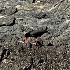 Haematopus fuliginosus (Sooty Oystercatcher) at Malua Bay, NSW - 1 Oct 2024 by Hejor1