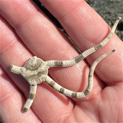 Ophiarachnella ramsayi (Brittle Star) at Malua Bay, NSW - 1 Oct 2024 by Hejor1