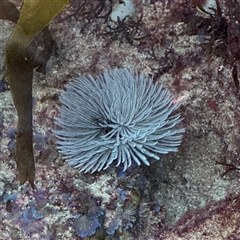 Sabellastarte australiensis at Malua Bay, NSW - 1 Oct 2024 by Hejor1