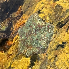 Parvulastra exigua (Rock pool seastar) at Malua Bay, NSW - 1 Oct 2024 by Hejor1