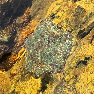 Parvulastra exigua (Rock pool seastar) at Malua Bay, NSW - 1 Oct 2024 by Hejor1