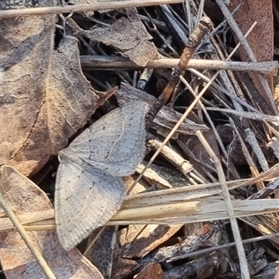 Taxeotis reserata (A Geometer moth) at Bungendore, NSW - 1 Oct 2024 by clarehoneydove